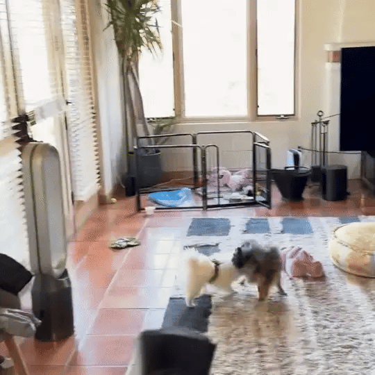 BarkShield ™ - Anti-blaftrainer hond