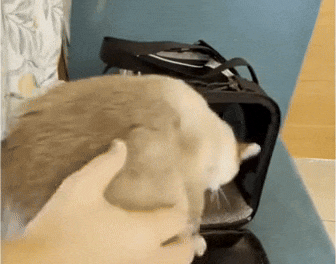 Luchtige Katten Draagtas met Comfortabele Pasvorm Veilig en Lichtgewicht voor Onderweg – PawPorter