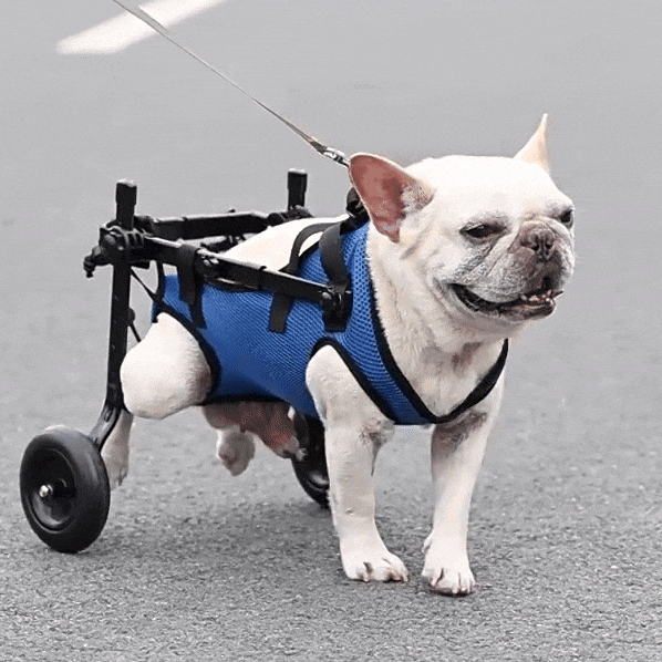 Verstelbare Hondenrolstoel – Lichtgewicht Mobiliteitshulp voor Revalidatie en Letsel