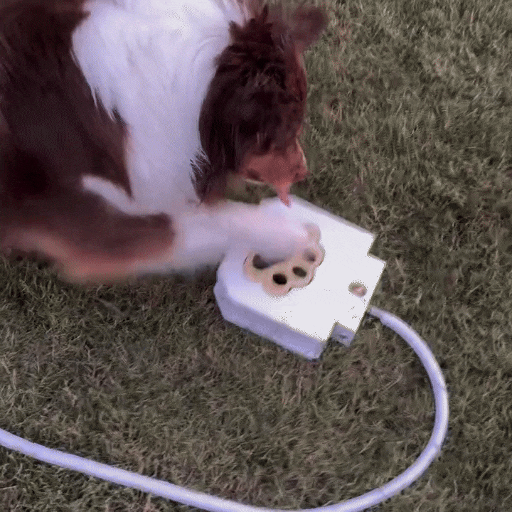PawSplash - Honden waterfontein