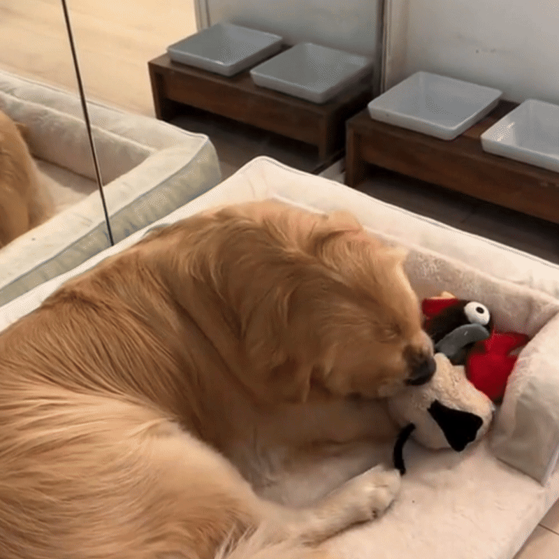 Orthopedisch Hondenbed Met Stevig Schuim Comfort Voor Senior Honden - PawNest