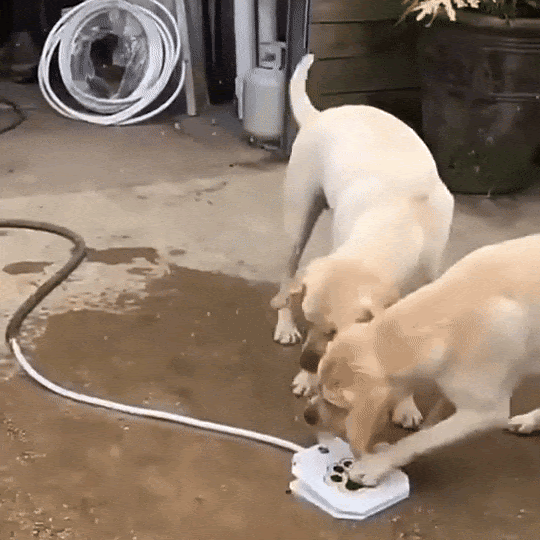 PawSplash - Honden waterfontein