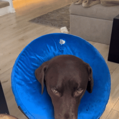 CloudCollar - Opblaasbare honden beschermkraag