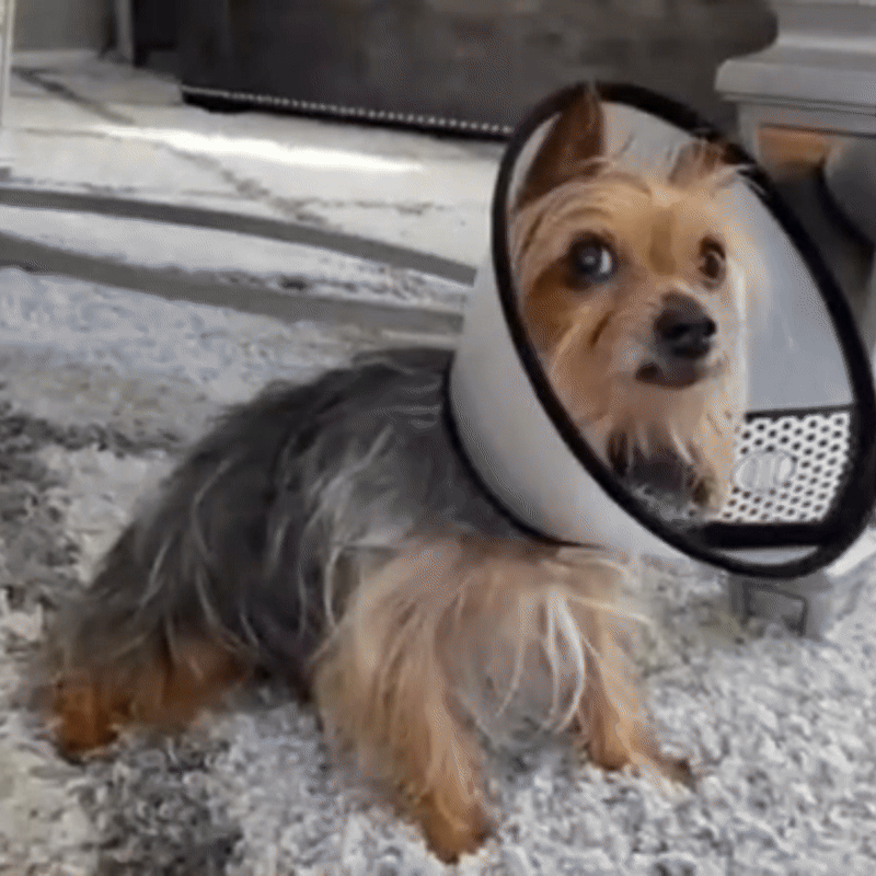 ClearGuard - Honden beschermkraag