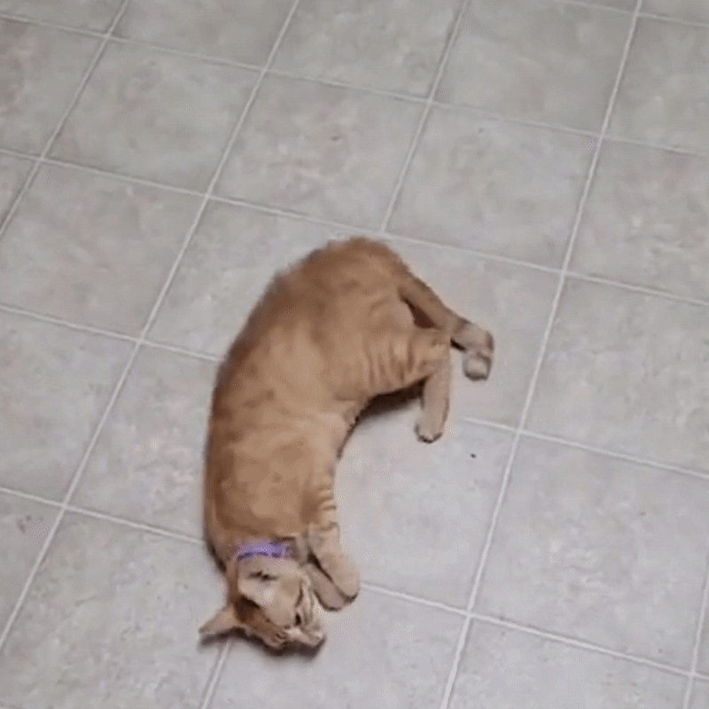 PawLuxe - Vlooienband voor katten