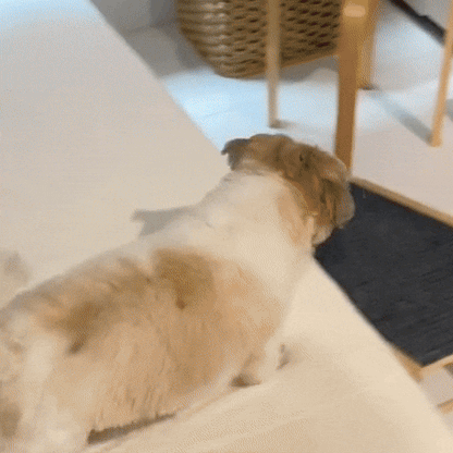 Verstelbare Loopplank voor Honden van Hout Antislip Oppervlak & Compact Op te Bergen - PawRampEase